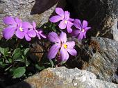 Dal Rifugio Barbellino salita al PIZZO DEL DIAVOLO DI MALGINA (2926 m.) e discesa a Valbondione il 22 agosto 2010 - FOTOGALLERY